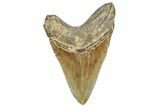 Serrated, Fossil Megalodon Tooth - North Carolina #328429-2